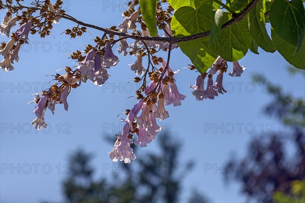 Blossoms of the empress tree