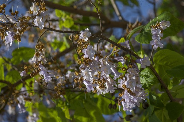 Flowers and seed stalk of the empress tree