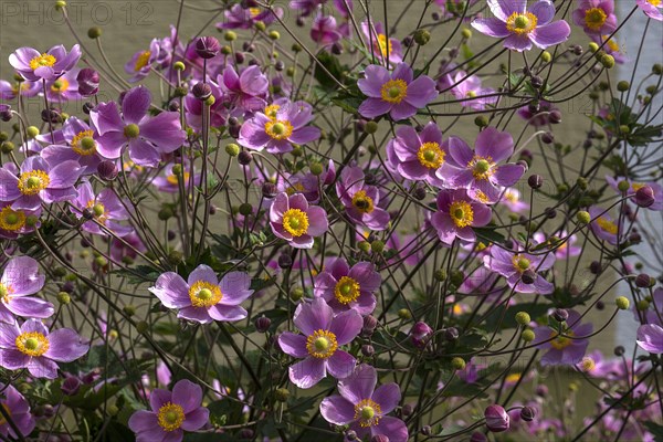 Chinese anemones