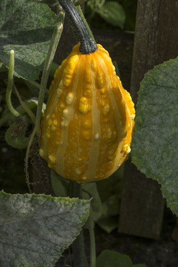 Ornamental pumpkin