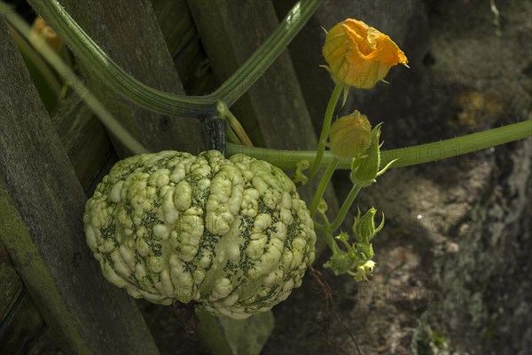 Ornamental pumpkin