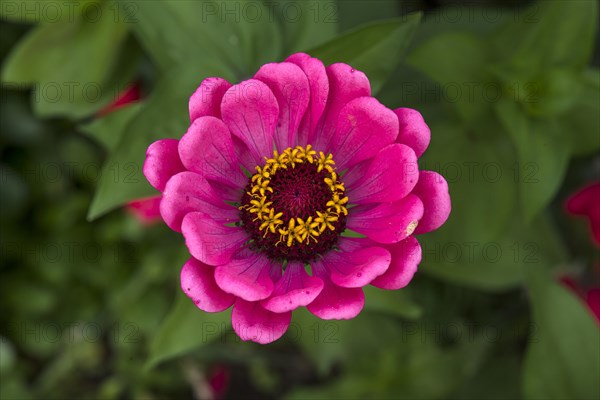 Flower of a zinnia