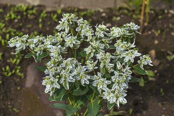 White-edged spurge