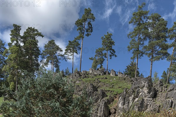 Rock with pines