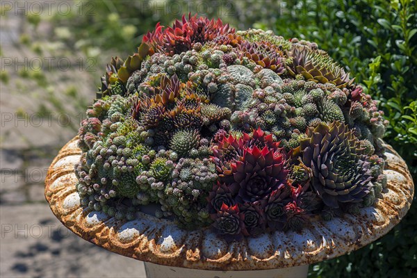 Various houseleek