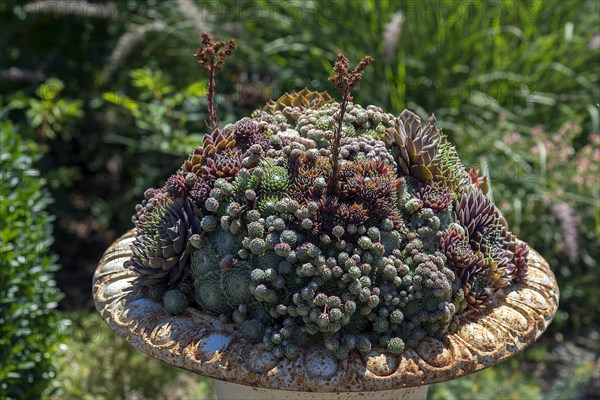 Various houseleek