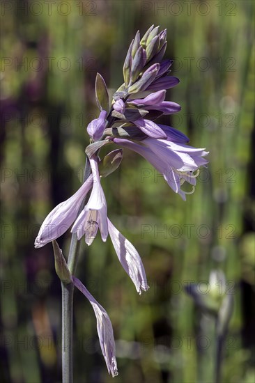 Blossoms of a hosta