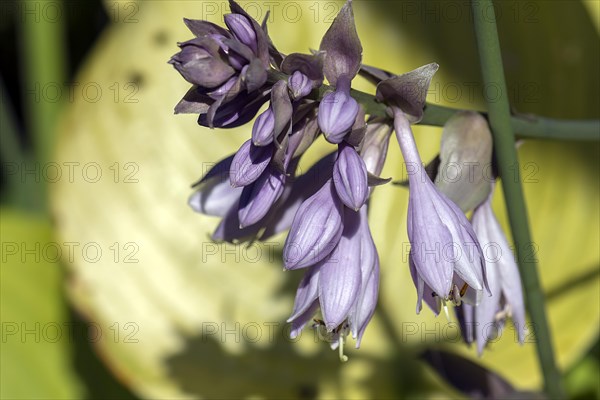 Blossoms of a hosta