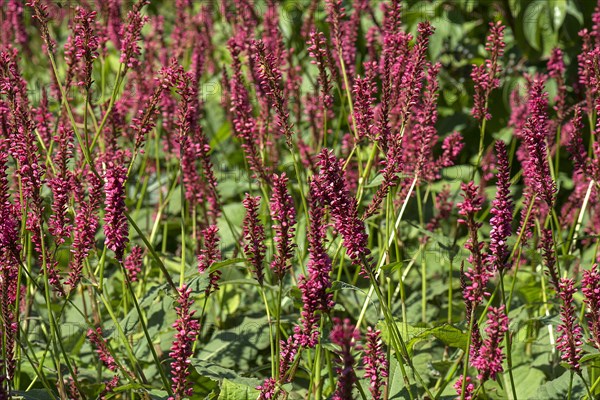 Red flowers of pinkweed