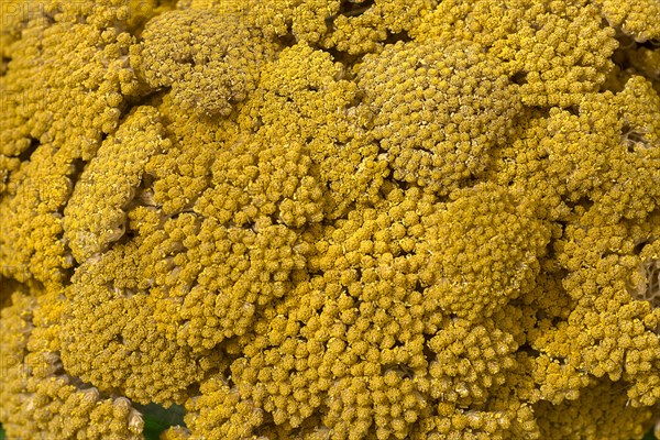 Flower of a yellow yarrow