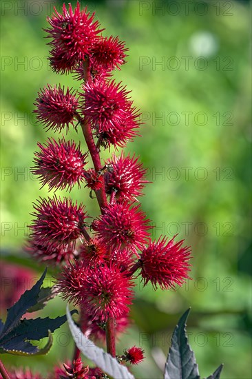 Fruit from the castor oil plant