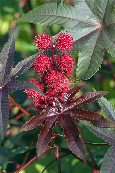 Fruit from the castor oil plant