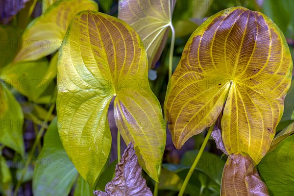 Autumn leaves of a lotus