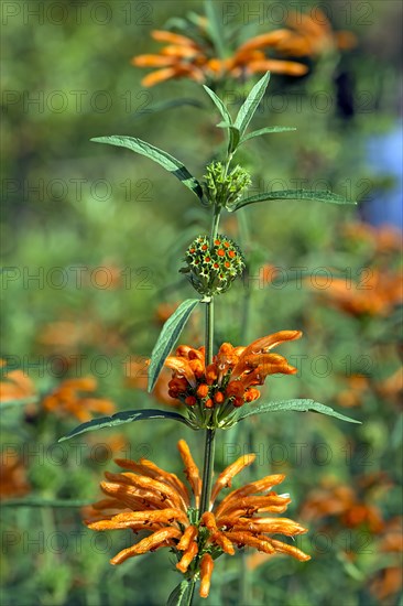 Lion's ear