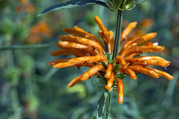 Lion's ear