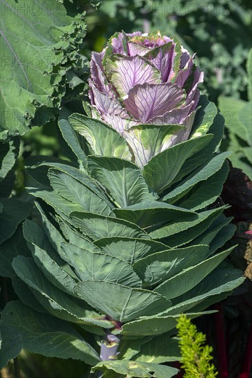 Ornamental cabbage