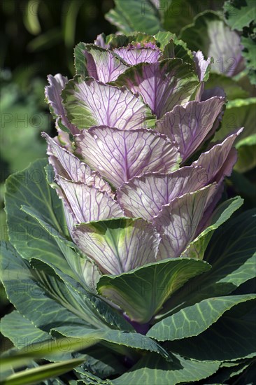 Ornamental cabbage