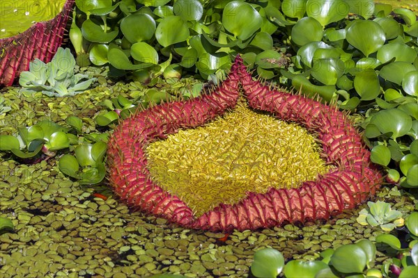 Leaf of the Amazonian giant water lily