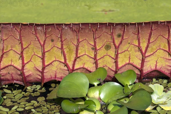Detailed view of the leaf of a giant water lily