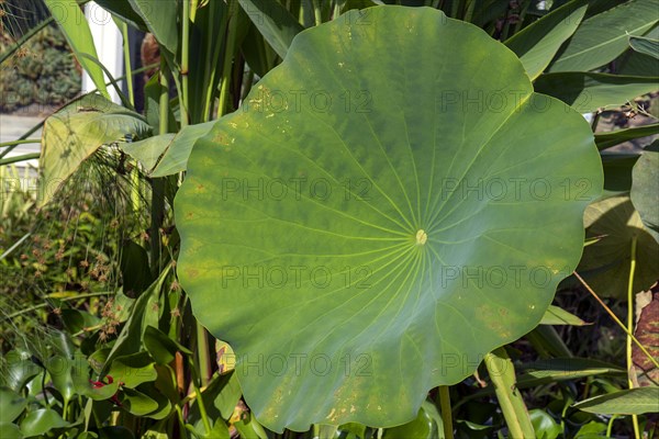 Leaf of a lotus