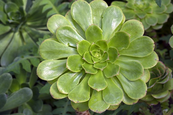 Tree aeonium