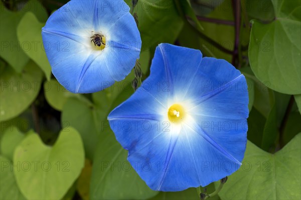 Three-colored morning glory