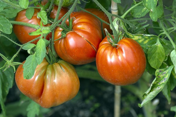 Oxheart tomatoes