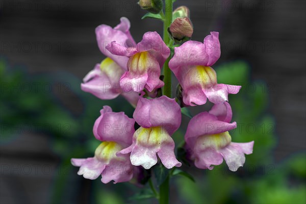 Flowers of snapdragon