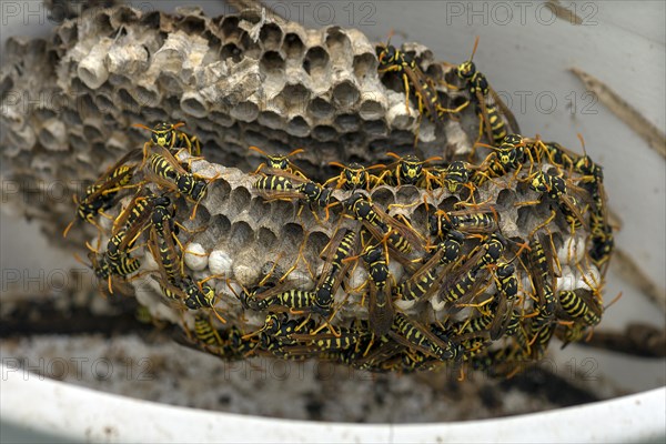 Wasp nest