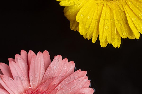 Halves gerbera flowers with copy space