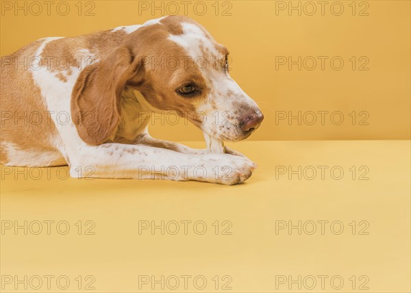 Lovely dog sitting eating bone