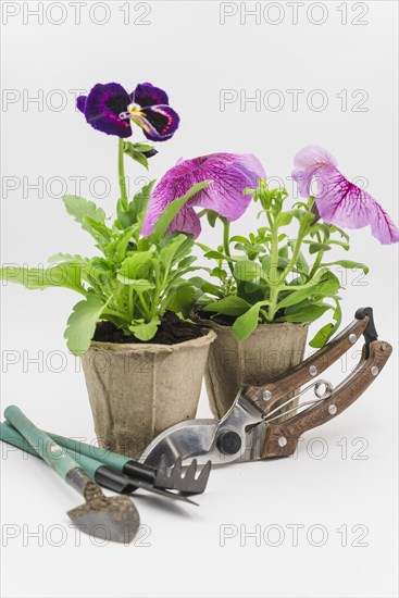 Mini gardening tools secateurs with petunia pansy flower plants white backdrop