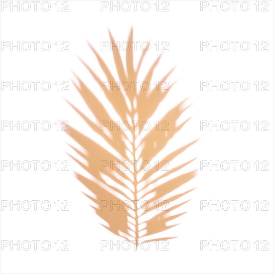 Orange palm leaf white backdrop