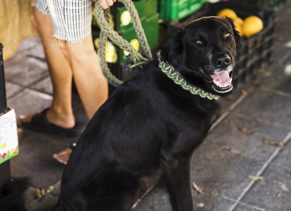 Portrait black dog with mouth open looking camera market