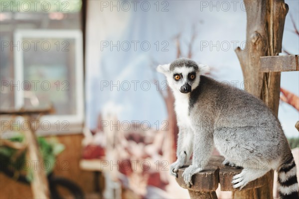 Portrait ring tailed lemur wooden post