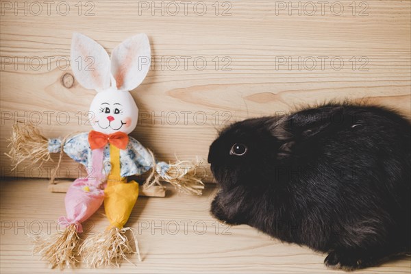 Rabbit near toy bunny