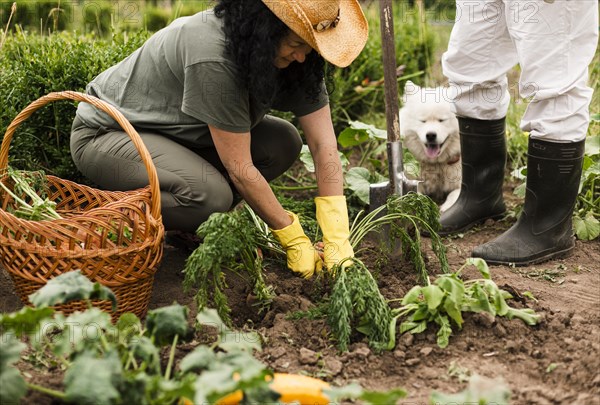 Senior couple harvesting carrots