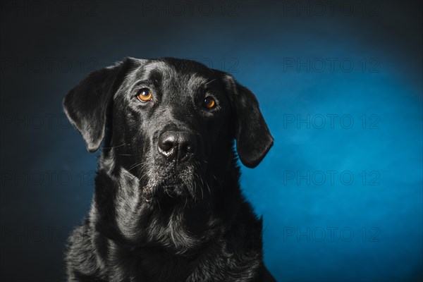 Smart labrador retriever