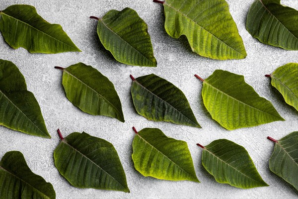 Top view composition green leaves