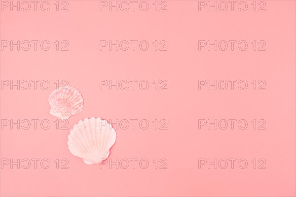 Two scallops seashell pink background