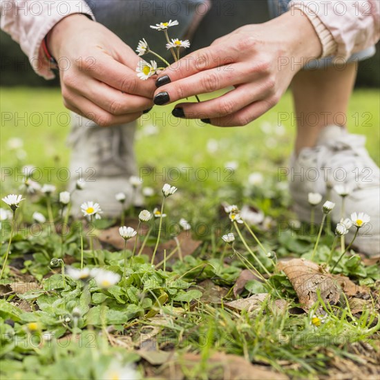 Woman picking little white flowers from land