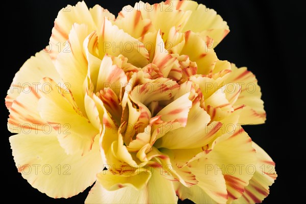 Carnations flower dark backdrop