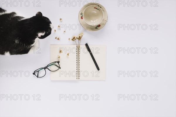 Cat sitting near open spiral notebook with felt tip pen eyeglasses empty cup white backdrop