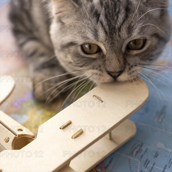 Close up cat biting air plane toy