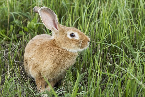 Close up domestic rabbit farm