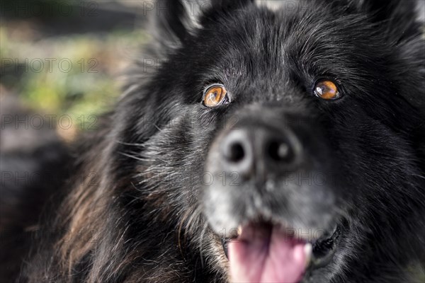 Close up happy dog outdoors