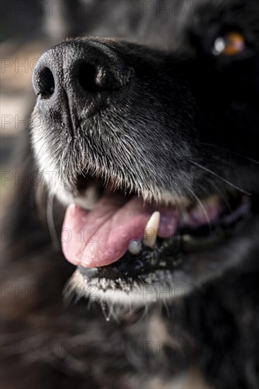 Close up happy dog outside