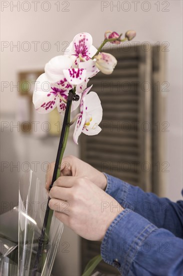 Close up male florist hand placing beautiful white orchid vase