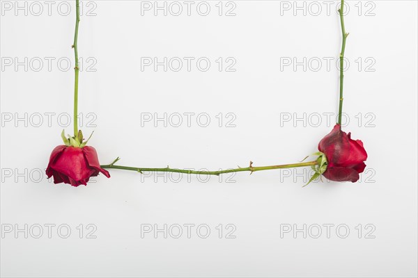 Close up red roses with stem white background