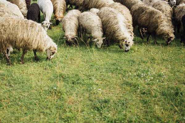 Close up sheep eating grass pasture